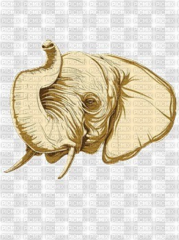 Tête éléphant - ücretsiz png