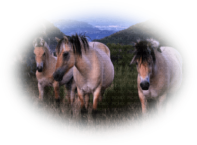 tube cheval - Free PNG