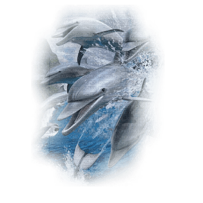 tube dauphin - png grátis