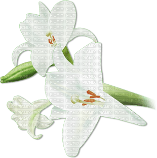 soave deco branch flowers spring lilies white - 免费PNG