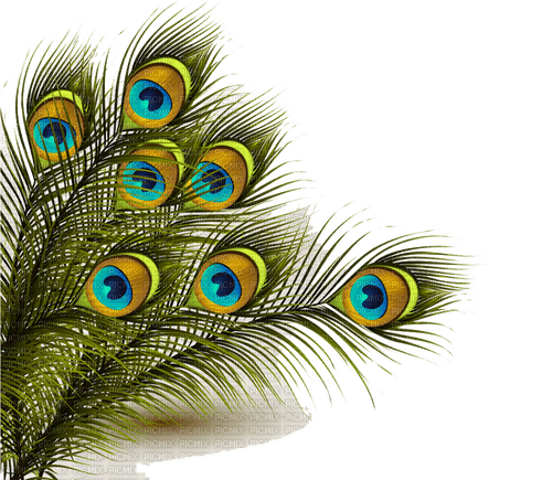 Peacock Feather - ücretsiz png