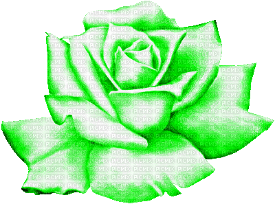 Flower, Flowers, Deco, Decoration, Rose, Roses, Green - Jitter.Bug.Girl - Free animated GIF