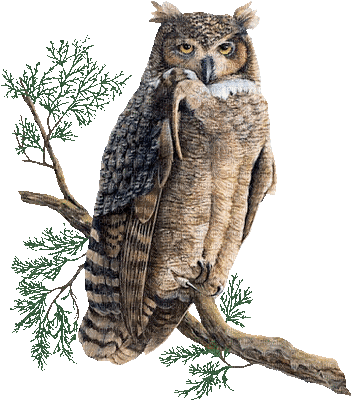 Owls - Безплатен анимиран GIF