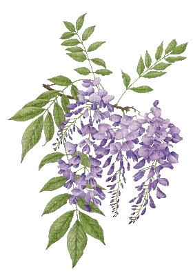 flowers purple bp - Nemokamas animacinis gif