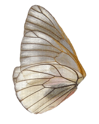 aile papillon - PNG gratuit