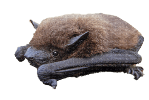 adorable bat - nemokama png