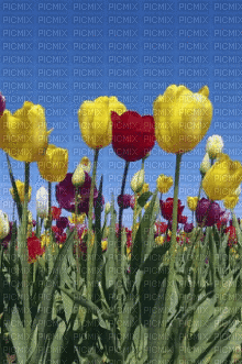 Tulipany - Animovaný GIF zadarmo