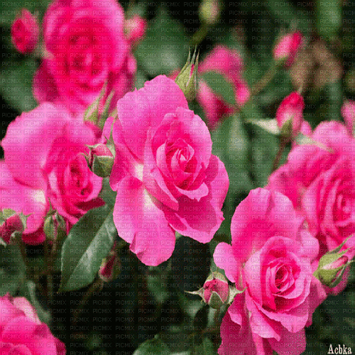 flowers  background by nataliplus - Nemokamas animacinis gif