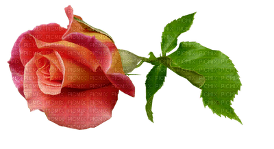 ruusu, rose - 無料png