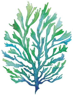 reef coral bp - Δωρεάν κινούμενο GIF