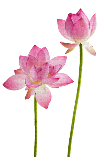 nbl-lotus - kostenlos png