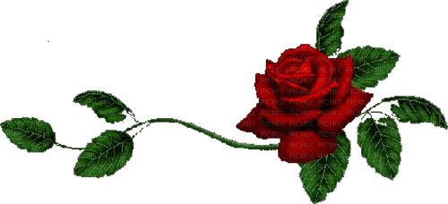 rose - безплатен png