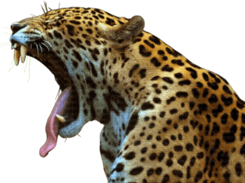 Leopard - бесплатно png