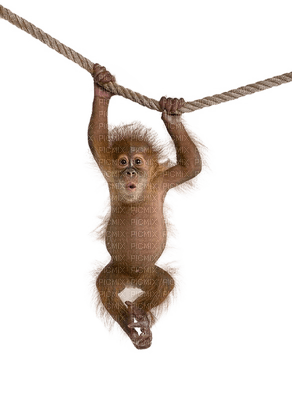 Kaz_Creations Animals Monkey - δωρεάν png