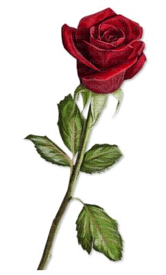 rose rouge Cheyenne63 - kostenlos png