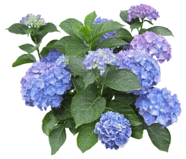 Fleurs.Hortensias.Hidrangeas.Flowers.Victoriabea - PNG gratuit