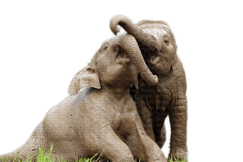elefant milla1959 - png ฟรี