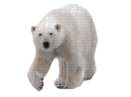 bear bär winter milla1959 - Бесплатный анимированный гифка