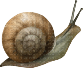 Kaz_Creations Snail - ücretsiz png