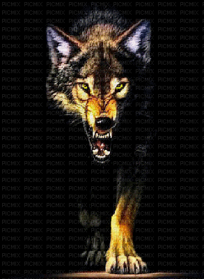 Wolf fierce - GIF animé gratuit