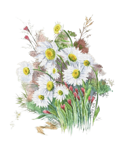 loly33 fleur aquarelle - фрее пнг