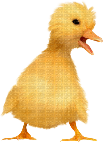 Duck.Yellow.Orange - бесплатно png