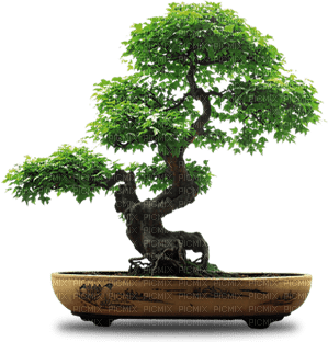 trees bp - PNG gratuit