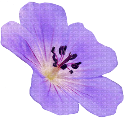 Flowers purple bp - besplatni png