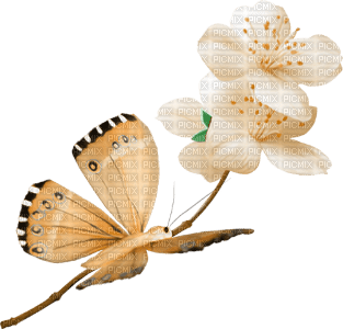 yellow-butterfly and flower--fjäril-blomma-gul-minou52 - Free PNG