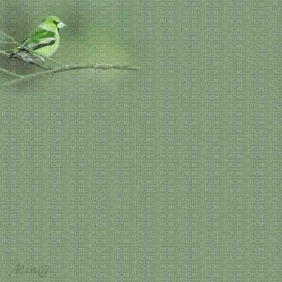 bg-green-bird - Free PNG