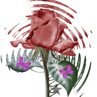 rose - GIF animasi gratis