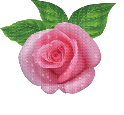pink rose deco - png ฟรี