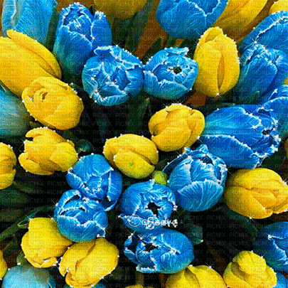 soave background animated   flowers  spring tulips - 免费动画 GIF