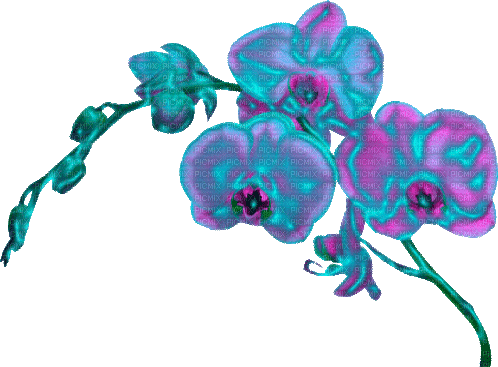 Orchid - Ilmainen animoitu GIF
