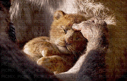lion bp - Δωρεάν κινούμενο GIF