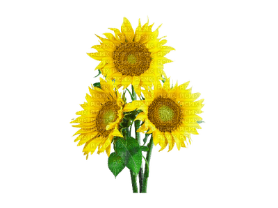 sunflowers bp - PNG gratuit