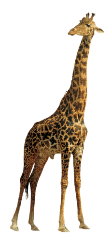 girafe - ingyenes png