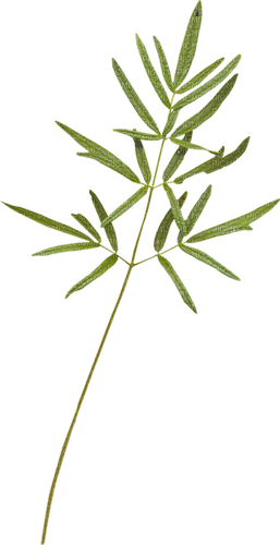 Kaz_Creations Green-Leafs - 免费PNG