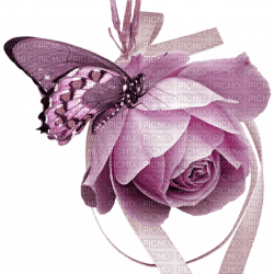 blomma-rosa----flower-pink - darmowe png
