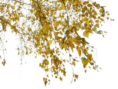 Ветка с  листьями - png gratuito