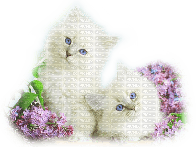 white cats in flowers - ücretsiz png