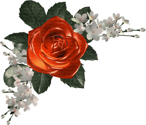 red rose Bb2 - png gratuito