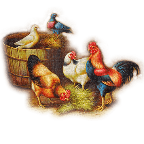 animales campo  dubravka4 - kostenlos png