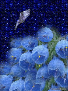 blue flowers , sparkle, dove - GIF animé gratuit