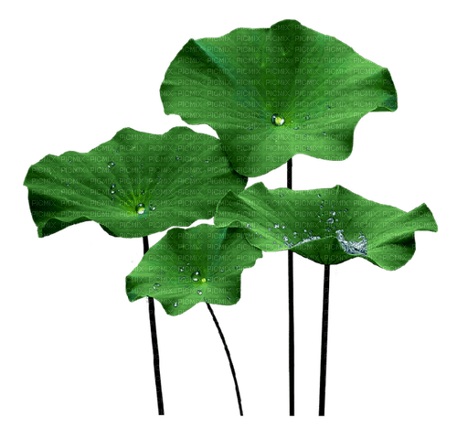 Lotus Leaves - Free PNG
