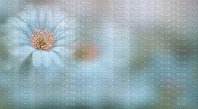 fond bleu avec fleur.Cheyenne63 - PNG gratuit