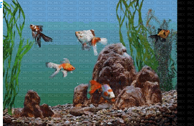 peces by EstrellaCristal - GIF animado grátis
