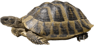 żółw - zdarma png