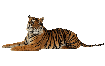 tygrys 2 - GIF animate gratis