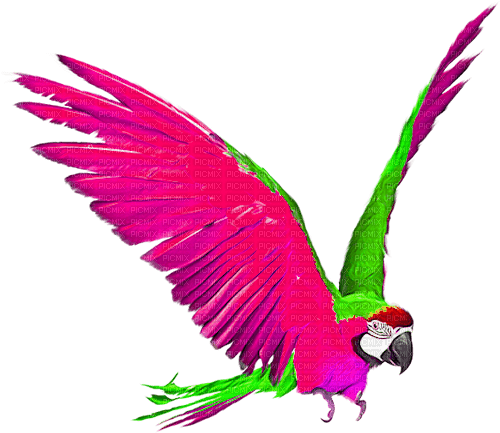 Parrot.Pink.Green - png gratis